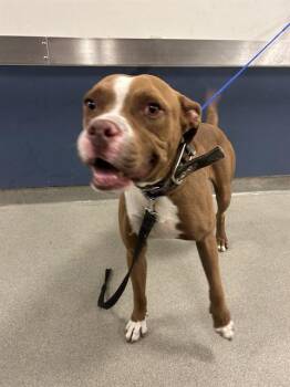 SHELDON -  Pit Bull Terrier Dog for Adoption in Doral, Florida - SHELDON | PetCurious