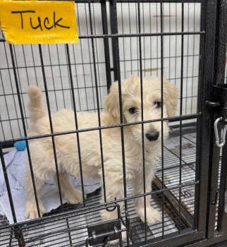 Standard Poodle Dogs Available for Adoption in Gilberts, Illinois - Tuck | PetCurious
