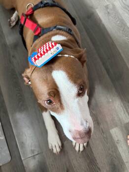 Barbie -  Pit Bull Terrier Dog for Adoption in Merrillville, Indiana - Barbie | PetCurious