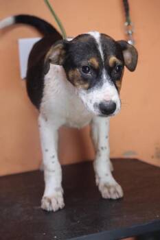 Dallas -  Hound Dog for Adoption in Statesville, North Carolina - Dallas | PetCurious