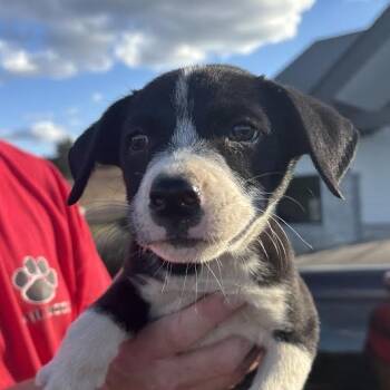 Rescue Mixed Breed Dogs for Adoption in Marshall, Texas - Rella | PetCurious