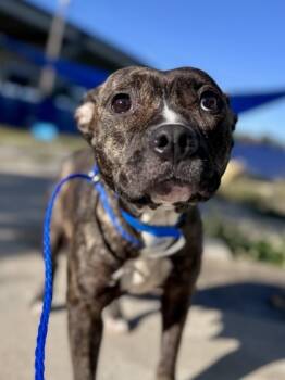 Rescue Pit Bull Terrier and Mixed Breed Dogs for Adoption in New Orleans, Louisiana - Aspen | PetCurious