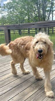 Goldendoodle Dogs Available for Adoption in Semmes, Alabama - Oakley  | PetCurious