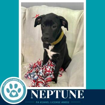 Neptune (Xena