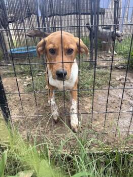 Lincoln -  Beagle and Mixed Breed Dog for Adoption in Crystal Springs, Mississippi - Lincoln | PetCurious