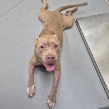 8/7/2026-Stray-MorrisRoad -  Mixed Breed Dog for Adoption in Columbus, Georgia - 8/7/2026-Stray-MorrisRoad | PetCurious
