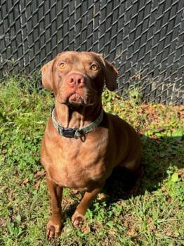 Rescue Labrador Retriever and Mixed Breed Dogs for Adoption in Knoxville, Tennessee - Enzoe | PetCurious