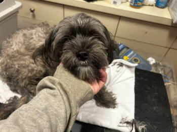 Rescue Shih Tzu and Yorkshire Terrier Dogs for Adoption in Oakland, New Jersey - Pansy | PetCurious