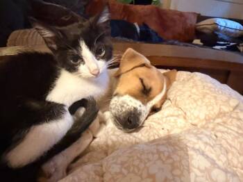 Laliah -  Jack Russell Terrier and Coonhound Dog for Adoption in Ball Ground, Georgia - Laliah | PetCurious