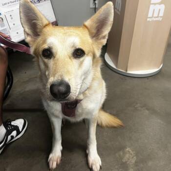 German Shepherd Dog Dogs Available for Adoption in Tampa, Florida - Mikasa | PetCurious