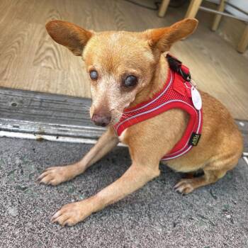 Muffin 14159 -  Chihuahua Dog for Adoption in San Francisco, California - Muffin 14159 | PetCurious