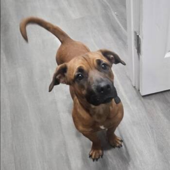Corgi and Dachshund Dogs Available for Adoption in Corpus Christi, Texas - Puparoni | PetCurious