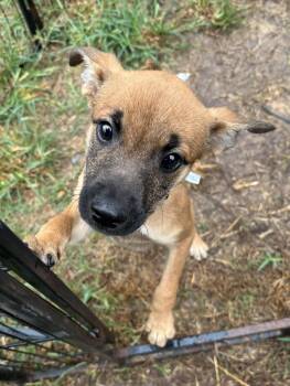 Rescue German Shepherd Dog Dogs for Adoption in Jay, New York - Celia Rose | PetCurious