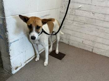 Australian Cattle Dog Blue Heeler and Mixed Breed Dogs Available for Adoption in San Bernardino, California - RITA | PetCurious