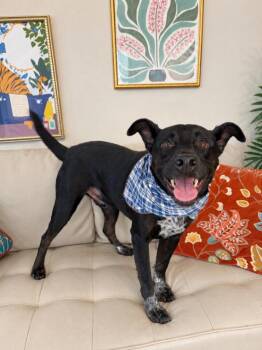 Abbott Ansel Evergreen -  Terrier and Pit Bull Terrier Dog for Adoption in Friendswood, Texas - Abbott Ansel Evergreen | PetCurious