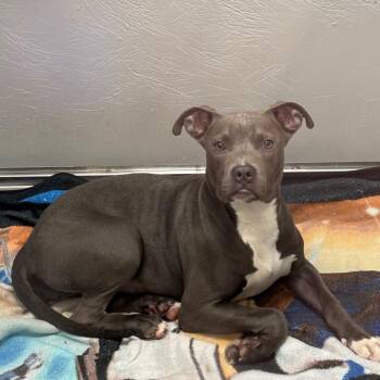 Nova -  Mixed Breed Dog for Adoption in Allentown, Pennsylvania - Nova | PetCurious