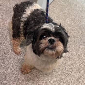 Waffels -  Shih Tzu Dog for Adoption in Englewood, Florida - Waffels | PetCurious