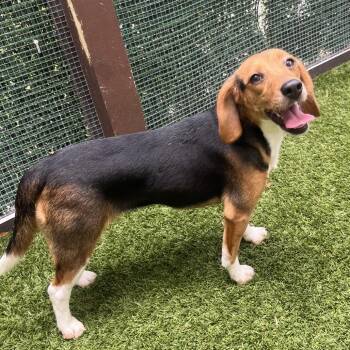 Sunshine 5222/3685 -  Beagle Dog for Adoption in Loxahatchee Groves, Florida - Sunshine 5222/3685 | PetCurious
