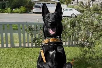 Rescue Belgian Shepherd Malinois Dogs for Adoption in Newport Beach, California - Onyx | PetCurious