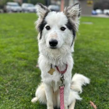 Border Collie and Mixed Breed Dogs Available for Adoption - VINNY | PetCurious