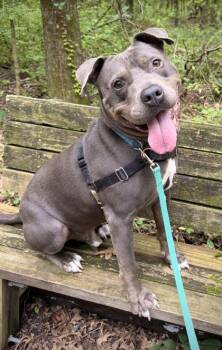 Grey Cash -  Pit Bull Terrier Dog for Adoption in Batavia, Ohio - Grey Cash | PetCurious