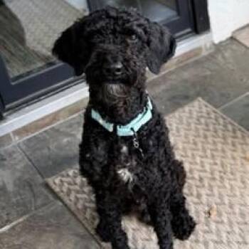 Jude -  Labradoodle Dog for Adoption in Houston, Texas - Jude | PetCurious