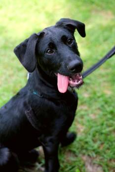 Falcon -  Pit Bull Terrier and Labrador Retriever Dog for Adoption in Winnabow, North Carolina - Falcon | PetCurious