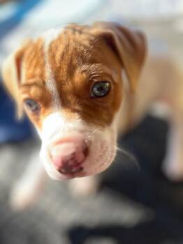 Mixed Breed Dogs Available for Adoption - Gracie | PetCurious