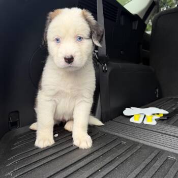 Mixed Breed Dogs Available for Adoption in Seville, Ohio - Sunshine | PetCurious