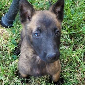 Dutch Shepherd and Belgian Shepherd Malinois Dogs Available for Adoption - Brownie | PetCurious