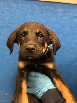 A255949 -  German Shepherd Dog and Mixed Breed Dog for Adoption in Visalia, California - A255949 | PetCurious