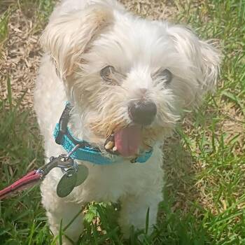 Dustin -  Miniature Poodle Dog for Adoption in Houston, Texas - Dustin | PetCurious