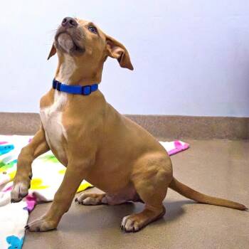 Bronx -  Terrier Dog for Adoption in South Elgin, Illinois - Bronx | PetCurious