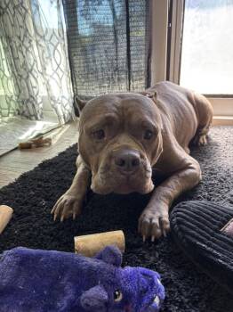 Mixed Breed and American Bulldog Dogs Available for Adoption - Magnolia | PetCurious