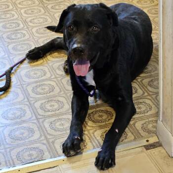 Rescue Mixed Breed Dogs for Adoption in Wichita, Kansas - Kellogg | PetCurious