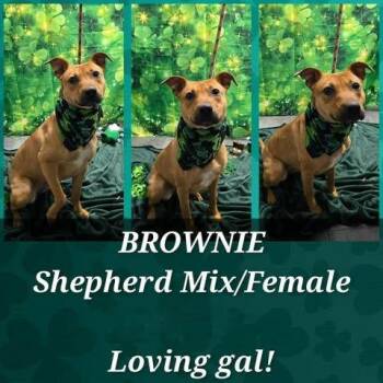 Shepherd Dogs Available for Adoption - Brownie | PetCurious