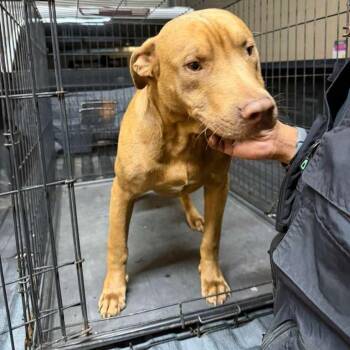 Mixed Breed Dogs Available for Adoption in Gadsden, Alabama - Hondo | PetCurious