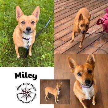 Miley -  Cattle Dog and Chihuahua Dog for Adoption in Princeton, British Columbia - Miley | PetCurious