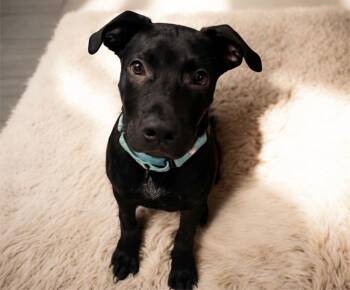 Max -  Labrador Retriever Dog for Adoption in Glocester, Rhode Island - Max | PetCurious