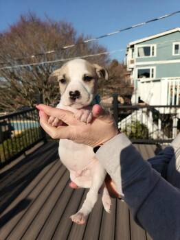 Mixed Breed Dogs Available for Adoption - Hammer | PetCurious