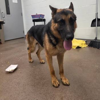 Gordon -  German Shepherd Dog Dog for Adoption in Chattanooga, Tennessee - Gordon | PetCurious