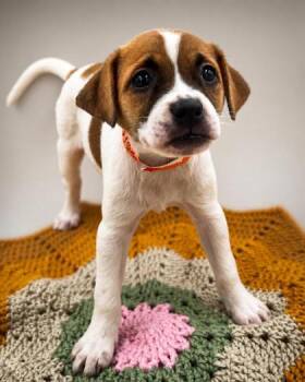 Costa -  Rat Terrier and Chihuahua Dog for Adoption in Lawrenceville, Georgia - Costa | PetCurious