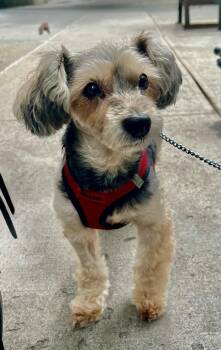 Charlie -  Yorkshire Terrier and Norfolk Terrier Dog for Adoption in New York, New York - Charlie | PetCurious