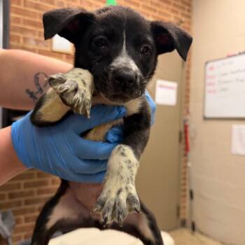 Brody -  Terrier Dog for Adoption in Birmingham, Alabama - Brody | PetCurious