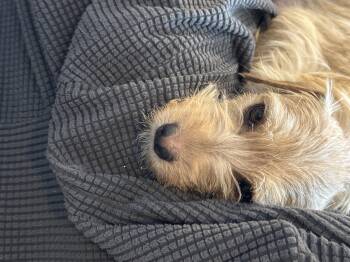 Schnauzer and Chihuahua Dogs Available for Adoption in Severance, Colorado - Snowy | PetCurious