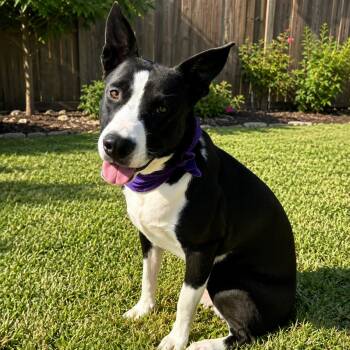 Moonpie -  Mountain Cur and American Staffordshire Terrier Dog for Adoption in Seguin, Texas - Moonpie | PetCurious