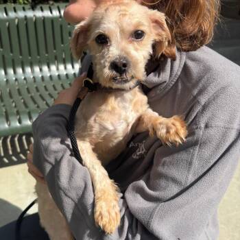 Junior -  Shih Tzu Dog for Adoption in Chicago, Illinois - Junior | PetCurious