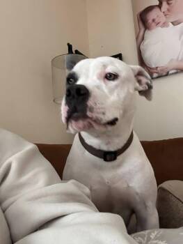 Rescue Mixed Breed Dogs for Adoption in Monroe, Michigan - Dude | PetCurious