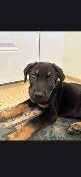 Tobias -  Black Labrador Retriever Dog for Adoption in Oriskany, New York - Tobias | PetCurious