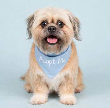 Nova -  Shih Tzu Dog for Adoption in Eustis, Florida - Nova | PetCurious